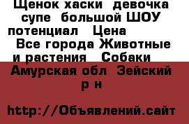 Щенок хаски, девочка супе, большой ШОУ потенциал › Цена ­ 50 000 - Все города Животные и растения » Собаки   . Амурская обл.,Зейский р-н